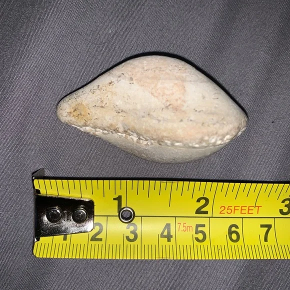 Fossilized Clam - Picture 1 of 1